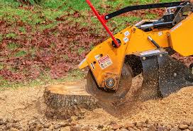 Tree and Shrub Care in Yuba City, CA