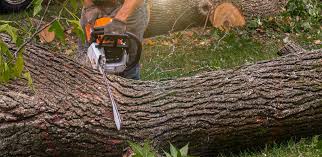 Lawn Grading and Leveling in Yuba City, CA