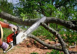 How Our Tree Care Process Works  in  Yuba City, CA