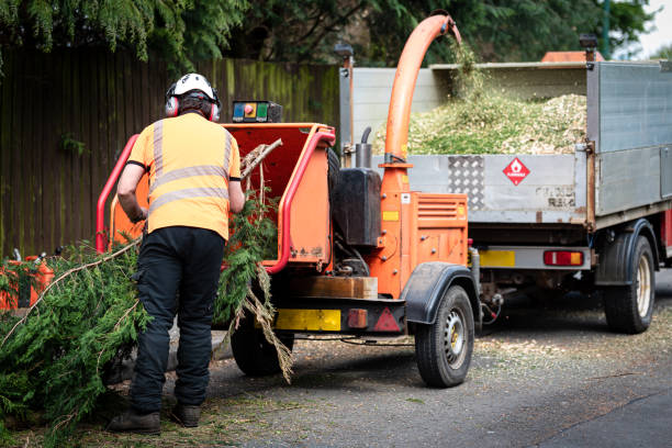 Reliable Yuba City, CA Tree Services Solutions